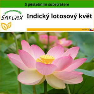 SAFLAX - Indický lotosový květ - Nelumbo nucifera   - 8 Semena - S pěstebním substrátem bez klíčků