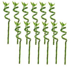 Plant in a Box - Dracaena sanderiana - 12er Set - Lucky Bamboo - Glücksbambus - ⌀2cm - Höhe 40-50cm