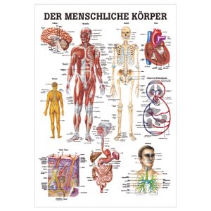 Der menschliche Körper Mini-Poster Anatomie 34x24 cm medizinische Lehrmittel