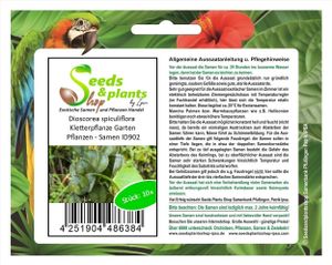 10x Dioscorea spiculiflora Kletterpflanze Garten Pflanzen - Samen ID902
