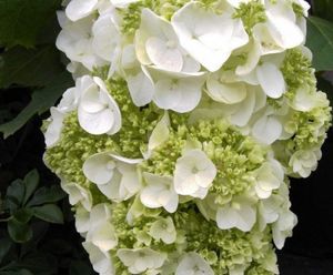 Eichenblättrige Hortensie Harmony - Hydrangea quercifolia Harmony - 40-60cm - sehr große Blüten