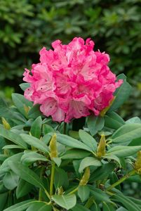 Rhododendron 'Graf Anton Günther' - Japanische Azalee, C5, Stamm 80 cm