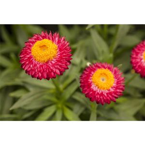 Strohblume 'SUNBRELLA™ Magenta' - Bracteantha 'SUNBRELLA™ Magenta', im Topf 13 cm - 13 cm