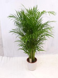 [Palmenlager] Goldfruchtpalme 160 cm - Areca Palme mit dichtem XXL Wuchs - // Zimmerpflanze Zimmerpalme //