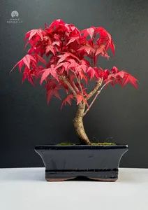 Bonsai - Bonsai baum Japanischer Fächerahorn - Acer (Ahorn) Deshojo bonsai bäume/Japanische Ahorne/mit roten Blättern/baum ist 25-30 cm hoch