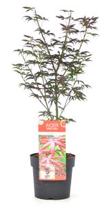 Acer palmatum 'Starfish' - Japanischer Ahorn - Topf 19cm - Höhe 60-70cm