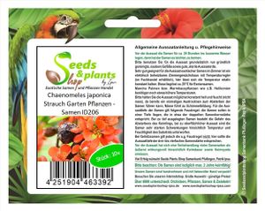 10x Chaenomeles japonica Strauch Garten Pflanzen - Samen ID206