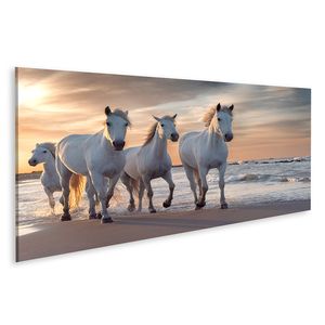 islandburner Bild auf Leinwand Weiße Pferde Camargue Frankreich Herde