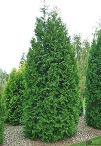 Thuja Brabant Lebensbaum Koniferen versch. Größen Heckenpflanzen beste Qualität, Größe:100-125 cm