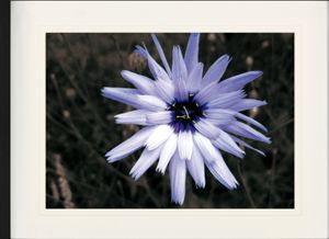 Blumen Gerahmtes Bild Mit Edlem Passepartout | Wand-Bilder | Im Bilderrahmen - Blütenzauber, Hellblaue Zichorie (60 x 80 cm)