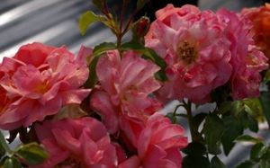Beetrose Aprikola® - Rosa Aprikola® - Kordes-Rose - ADR-Rose - Rigo-Rose