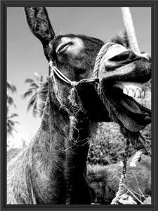 Lustiger lachender Esel unter Palmen, Monochrome im Schattenfugen Bilderrahmen / Format: 80x60 im Schattenfugen-Bilderrahmen / Kunstdruck auf hochwertigem Galeriekarton / hochwertige Leinwandbild Alternative