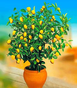 BALDUR-Garten Zitronen-Bäumchen, 1 Pflanze, Citrus limon Zitruspflanze, mehrjährig - frostfrei halten, pflegeleicht, immergrün, Citrus limon, trockenresistent