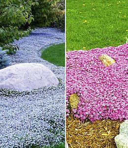 BALDUR-Garten Winterhart Bodendecker-Kollektion pink und blau, 3 Pflanzen Isotoma Blue Foot® und 3 Pflanzen Teppichphlox Emerald Pink, winterharte Stauden, mehrjährig, blühend