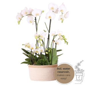 Kolibri Orchids | weißes Pflanzenset im Baumwollkorb inkl. Wassertank | drei weiße Orchideen und drei Grünpflanzen | Feldstrauß weiß mit autarkem Wassertank