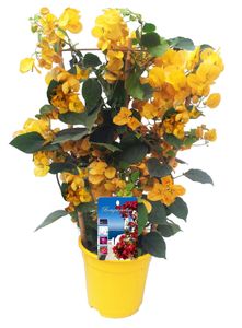 Plant in a Box - Bougainvillea 'Dania' - Bougainvillea auf Gestell - Gelbe Blüten - Kletterpflanze - Gartenpflanze - Topf 17cm - Höhe 50-60cm