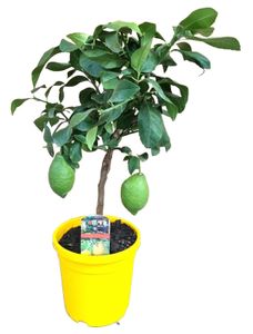 Obstbaum – Zitronenbaum (Citrus Lemon) mit Übertopf – Höhe: 60 cm – von Botanicly