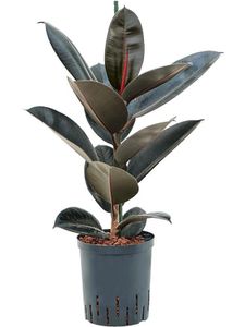Grünpflanze – Gummibaum (Ficus elastica Abidjan) – Höhe: 80 cm – von Botanicly