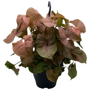 Grünpflanze – Purpurtute (Syngonium Red Heart) mit Übertopf – Höhe: 35 cm – von Botanicly