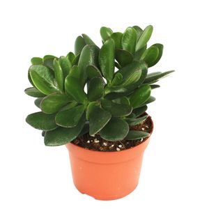 Crassula portulacea - drzewo pieniedzy - duza roslina w doniczce 12 cm