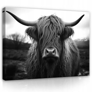 Leinwandbilder Schottisches Hochlandrind Kuh Tiere 120x80 cm groß Modern Bilder Bild auf Leinwand Leinwandbild Wandbilder Wandbild Wohnzimmer Schlafzimmer