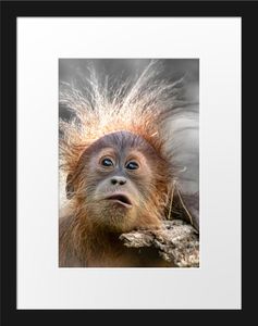Lustiger Baby Orang-Utan mit Rinde B&W DetailBilderrahmen mit Galerie-Passepartout / Format: 38x30cm / gerahmt / hochwertige Leinwandbild Alternative