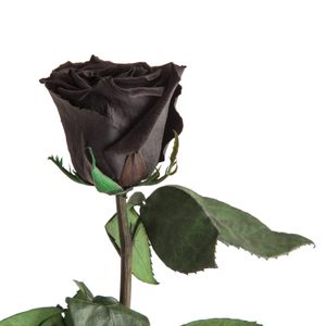 Echte Rose mit Stiel 45-50cm lang haltbar 3 Jahre Infinity Rosen konserviert, Schwarz