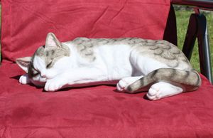 Schöne Dekofigur schlafende Katze Tierdeko Katzenfigur Deko für Innen und Außen