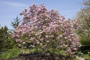 Magnolienbaum 'Galaxy' Tulpenmagnolie 7,5L 80-100cm Blütenpracht Zierpflanze