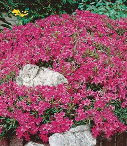 BALDUR-Garten Winterharter Bodendecker Roter Teppich-Phlox, 3 Pflanzen Polsterphlox Polster-Flammenblume Polsterstauden Teppichphlox Moosphlox Phlox subulata, trockenresistent, bienenfreundlich