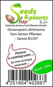 100x Dicranopteris dichotoma Farn Garten Pflanzen - Samen B1197