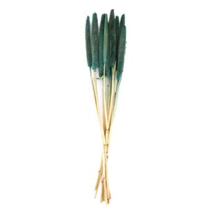 Perlhirse grün - Babala - Pennisetum Glaucum - 70x15x5 cm - 10 Stück