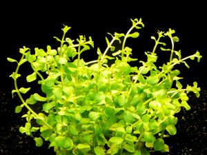 5 Zväzkov Zelenej Rotaly (Rotala Rotundifolia Green)