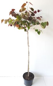 Cercis canadensis "Ruby Falls", Kanadischer Judasbaum, Gesamthöhe: 160-180 cm, Hochstamm