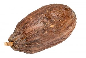 Kakaoschote braun ca. 10cm