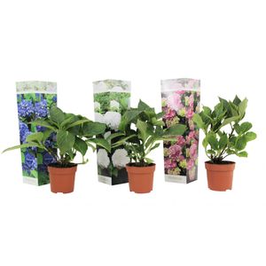Plant in a Box - Hydrangea macrophylla - 3er Mix - Hortensien - Gartenpflanzen - Winterhart - Topf 9cm - Höhe 25-40cm