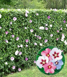 BALDUR-Garten Hibiskus-Hecke, 5 Pflanzen, Hibiscus Syriacus Heckenpflanzen blühend, bienenfreundlich, Blüten essbar, winterhart, blühende und blickdichte Hecke