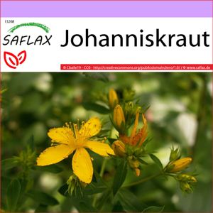 SAFLAX - Heilpflanzen - Johanniskraut - 300 Samen - Hypericum perforatum