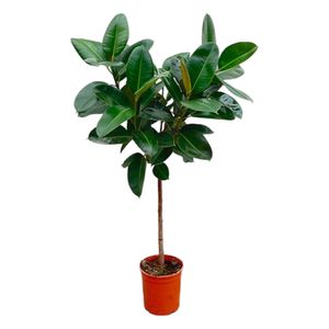 Trendyplants - Ficus Elastica Robusta auf Stiel - Gummibaum - Zimmerpflanze - Höhe 120-140 cm - Topfgröße Ø24cm