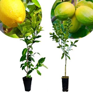 Set mit 2 Zitruspflanzen – Limette & Zitrone – Höhe +60 cm – 2-Liter-Topf