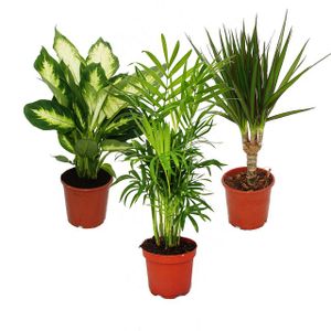 Zmes izbových rastlín ii Sada 3 rastlín, 1x Dieffenbachia, 1x Chamaedorea (horská palma) 1x Dracena marginata (drací strom), 10-12cm kvetinác