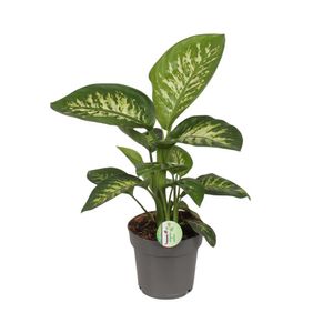 Grünpflanze – Dieffenbachie (Dieffenbachia) – Höhe: 50 cm – von Botanicly