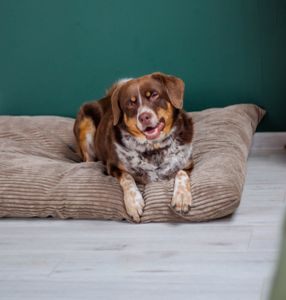 4L Textil MOLLY Hundekissen flauschig Cord Hundebett Grosse Hunde mit Bezug und Reißverschluss kuscheliges Hundekissen waschbar (80x60 cm, Beige (Stripes)