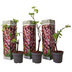 Plant in a Box - Traubenpflanzen - 3er Set - Vitis Vinifera 'Pinot gris' - Weintraube Rot - Winterhart - Topf 9cm - Höhe 25-40cm