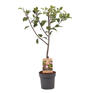 Prunus domestica 'Opal' - Pflaumenbaum - Obstbaum - Topf 21cm - Höhe 90-100cm