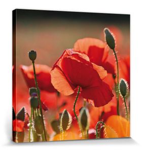 Mohnblumen Poster Leinwandbild Auf Keilrahmen - Rote Mohnblumen, Blüten Und Knospen (70 x 70 cm)