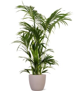 Kentiapalme – Kentia Palm (Kentia Palm) mit Übertopf – Höhe: 155 cm – von Botanicly