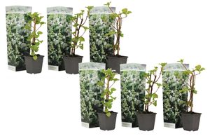 Plant in a Box - Hydrangea anomale petiolaris - 6er Set Kletterhortensie - Winterhart - Hortensie - Topf 9cm - Höhe 25-40cm