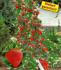 Kletter-Erdbeere 'Hummi®', 3 Pflanzen Fragaria Erdbeerbäumchen schnellwachsende Klettererdbeeren, selbstfruchtend