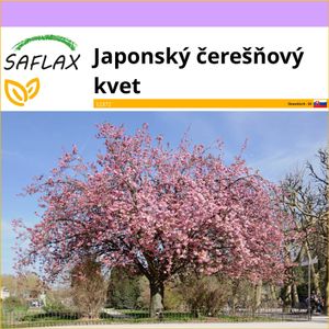 SAFLAX - Japonský čerešňový kvet - Prunus serrulata - 30 Semená